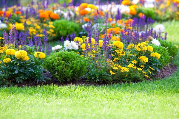 Flower Bed Maintenance in Mill Valley