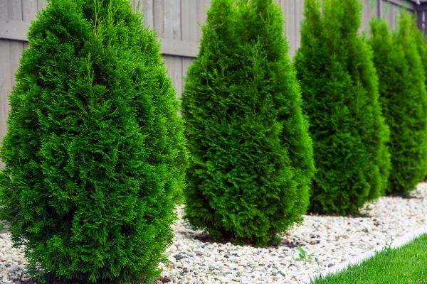 Arborvitae Planting in Mill Valley