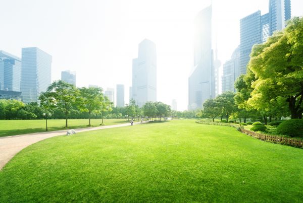 Commercial Landscape Maintenance in Mill Valley