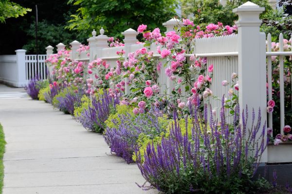 Garden Handyman Service in Mill Valley