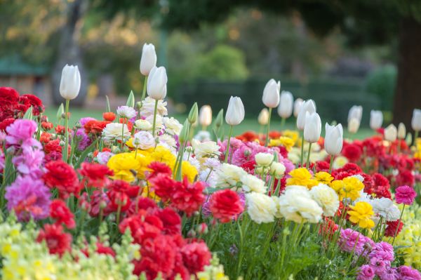 Gardening Service in Mill Valley
