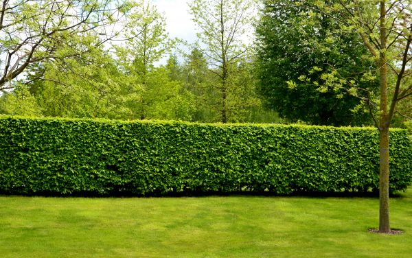 Hedge Planting in Mill Valley
