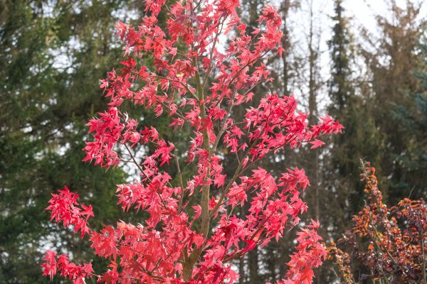 Japanese Maple Planting in Mill Valley