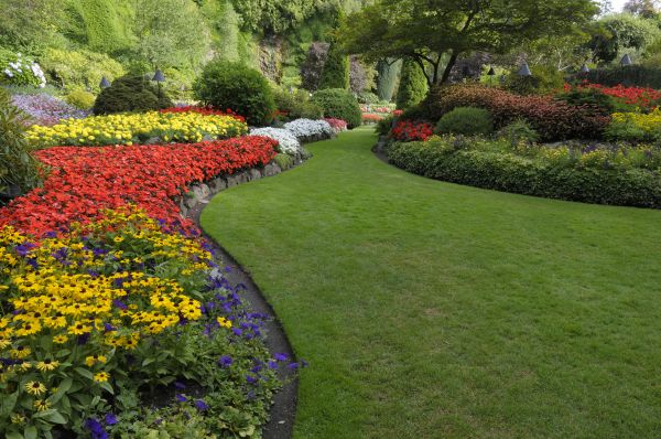 Landscaping Maintenance in Mill Valley