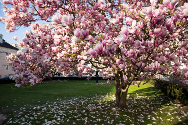 Magnolia Tree Planting in Mill Valley