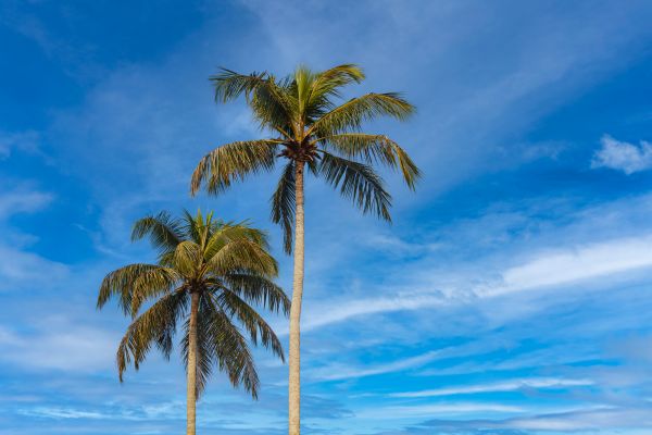 Palm Tree Planting in Mill Valley