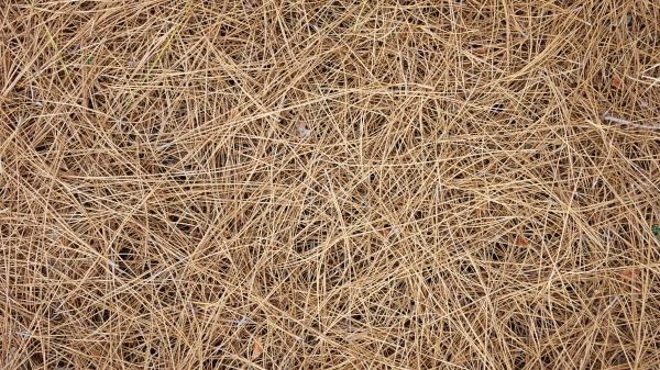 Pine Needles Delivery in Mill Valley