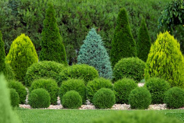 Shrub Replacement in Mill Valley