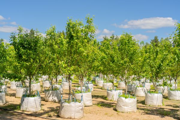 Tree Planting Service in Mill Valley
