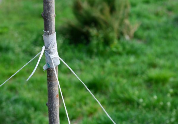 Tree Staking Service in Mill Valley