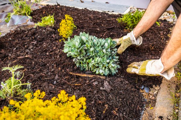 Weeding And Mulching in Mill Valley