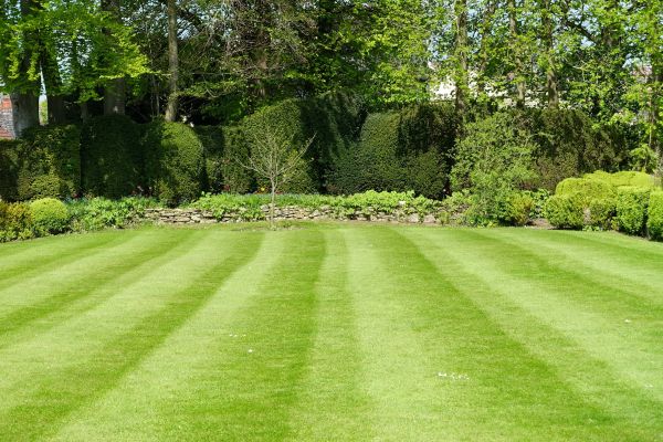 Lawn Renovation in Mill Valley