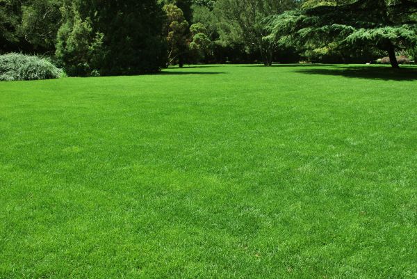 Lawn Landscaping in Mill Valley