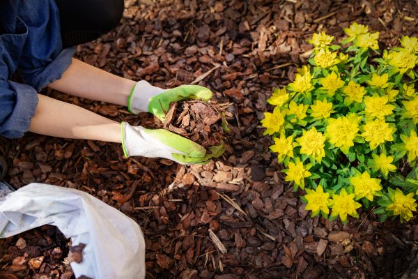 Garden Mulching in Mill Valley