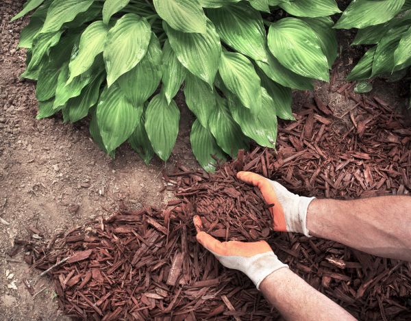 Shredded Mulch Service in Mill Valley