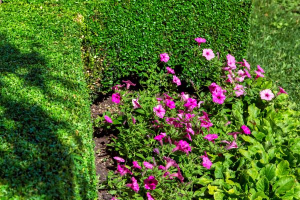 Softscaping Service in Mill Valley