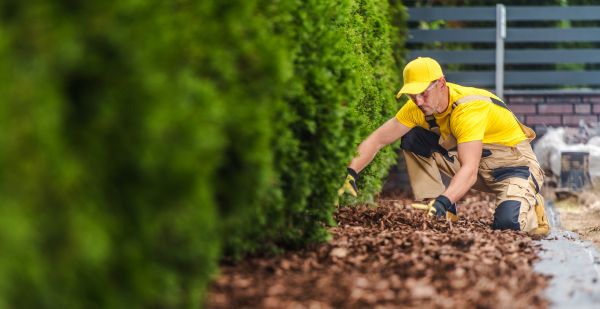 Cypress Mulch Installation in Mill Valley