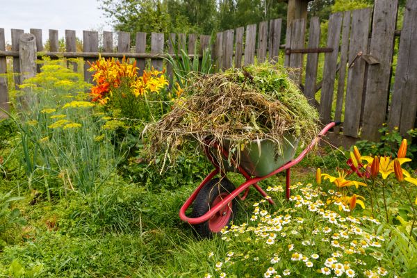 Garden Cleanup Service in Mill Valley