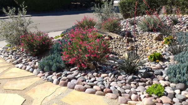 Xeriscape Landscaping in Mill Valley