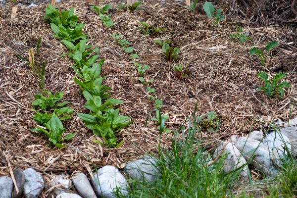 Mulch Service in Mill Valley