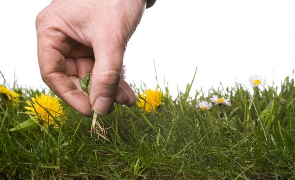 Lawn Weeding in Mill Valley