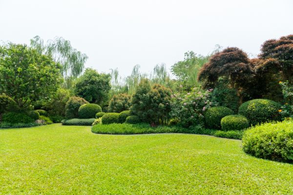 Tree Landscaping in Mill Valley