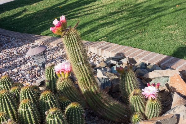 Desert Landscaping in Mill Valley