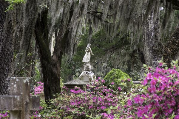 Cemetery Landscaping in Mill Valley