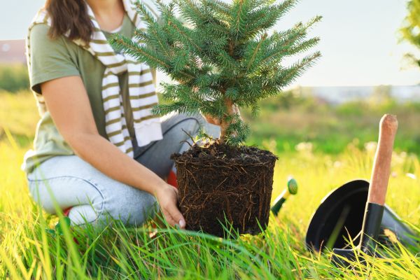 Spruce Tree Planting in Mill Valley