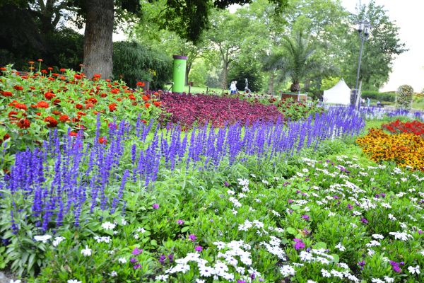 Perennials Planting in Mill Valley