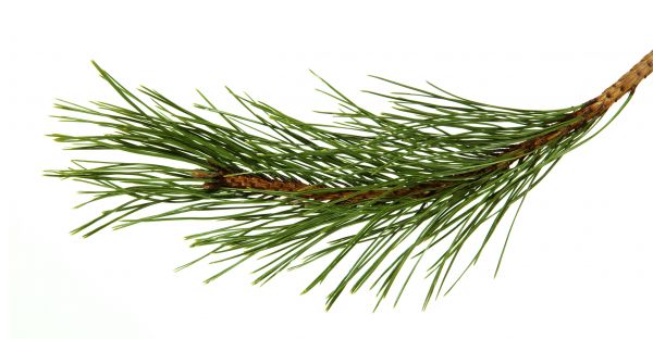 Pine Needles Installation in Mill Valley