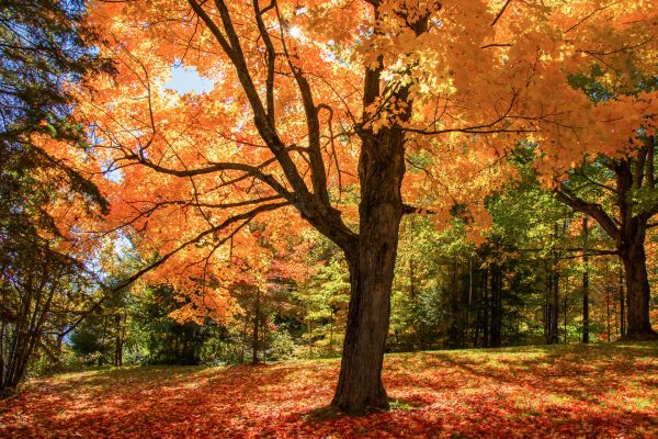 Maple Tree Planting in Mill Valley