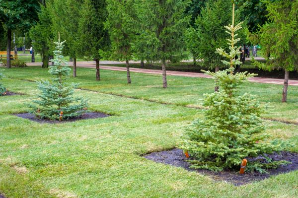 Privacy Trees Planting in Mill Valley