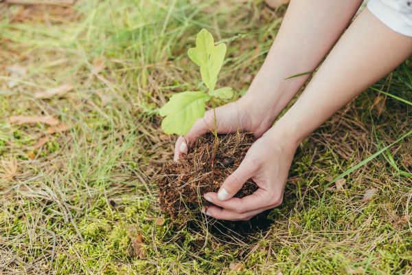 Oak Tree Planting in Mill Valley