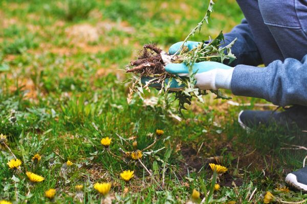 Flower Bed Clearing in Mill Valley