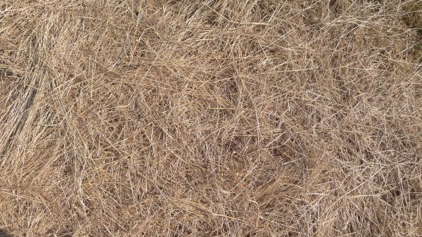 Pine Straw Replacement in Mill Valley