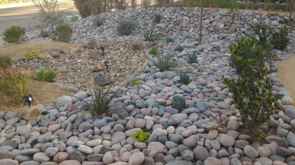 Yard Xeriscaping in Mill Valley