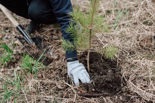 Pine Tree Planting in Mill Valley