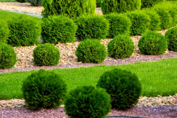 Bush Replacement in Mill Valley