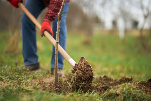 Trees Planting in Mill Valley