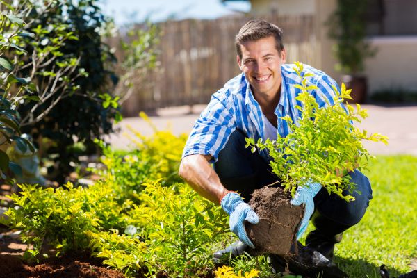 Shrub Landscaping in Mill Valley