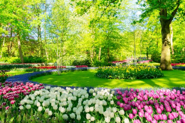 Flower Landscaping in Mill Valley