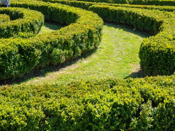 Bush Landscaping in Mill Valley