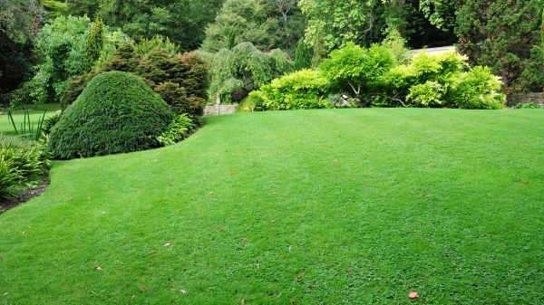 Commercial Landscape Design in Mill Valley