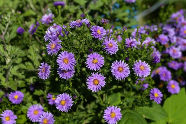 Perennial Flower Planting in Mill Valley