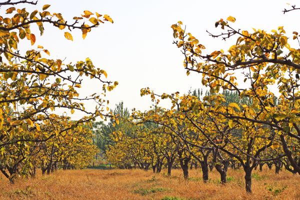 Pear Tree Planting in Mill Valley
