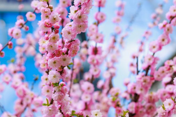 Japanese Cherry Tree Planting in Mill Valley