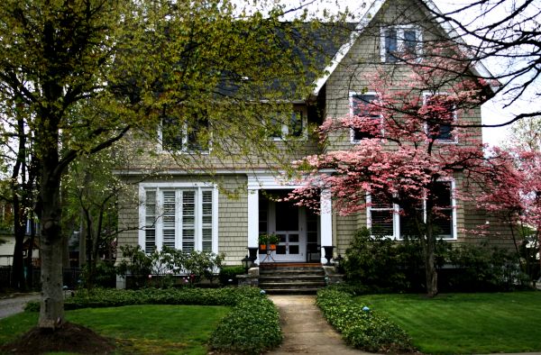 Ornamental Tree Planting in Mill Valley