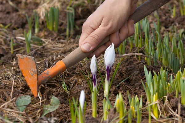 Flower Garden Weeding in Mill Valley