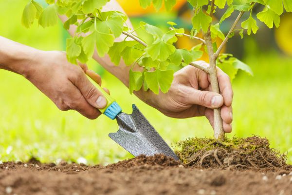 Fruit Tree Planting in Mill Valley